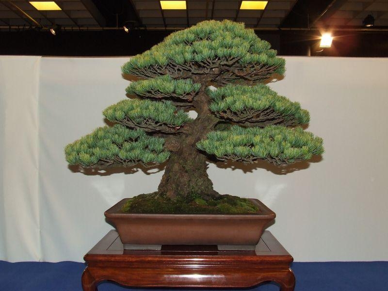 Noelanders Trophy IX 2008 (42).jpg