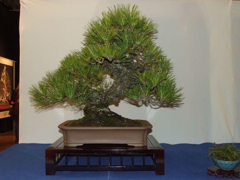 Noelanders Trophy IX 2008 (43).jpg