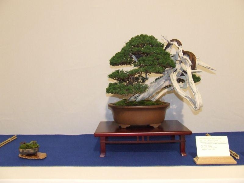 Noelanders Trophy IX 2008 (45).jpg