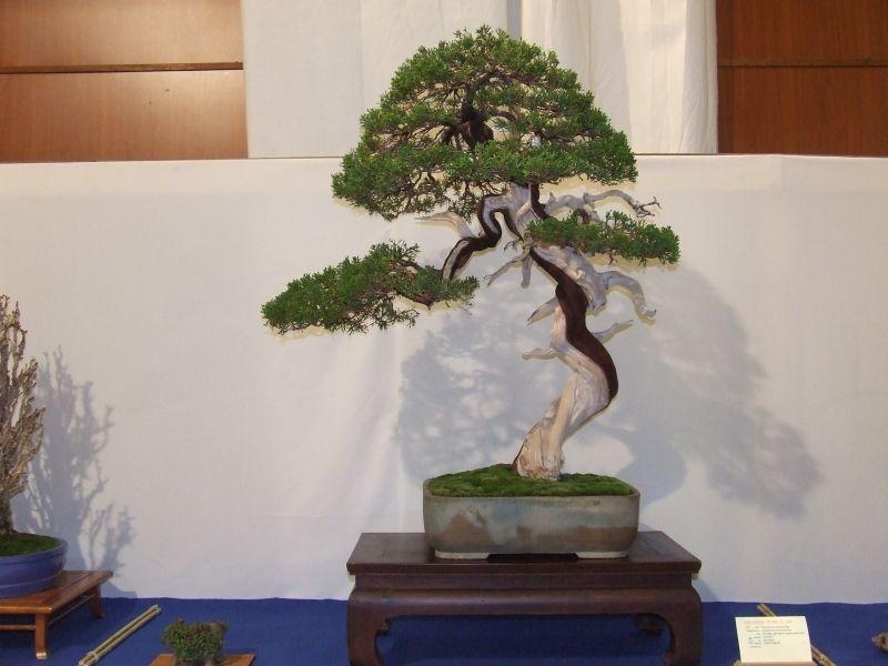 Noelanders Trophy IX 2008 (58).jpg