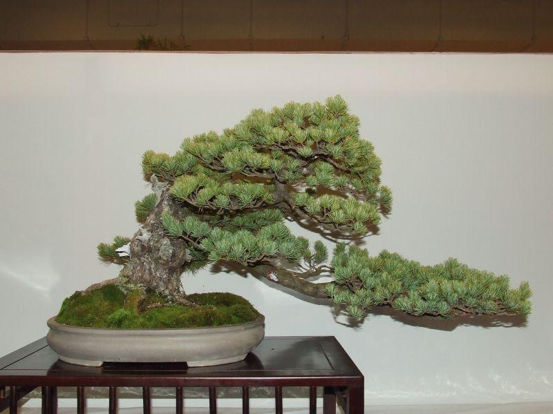 Noelanders Trophy IX 2008 (67).jpg