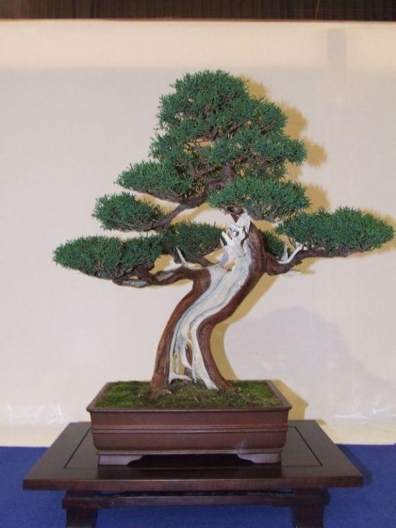 Noelanders Trophy IX 2008 (90).jpg