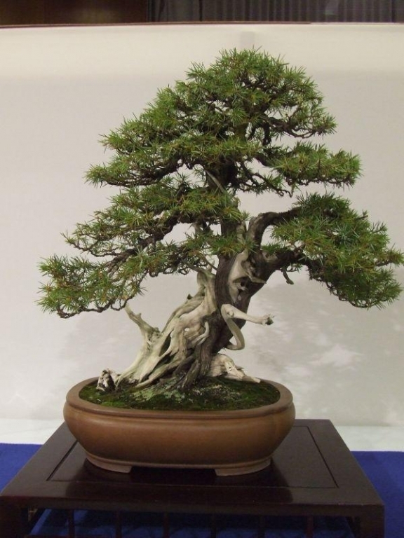 Noelanders Trophy IX 2008 (92).jpg