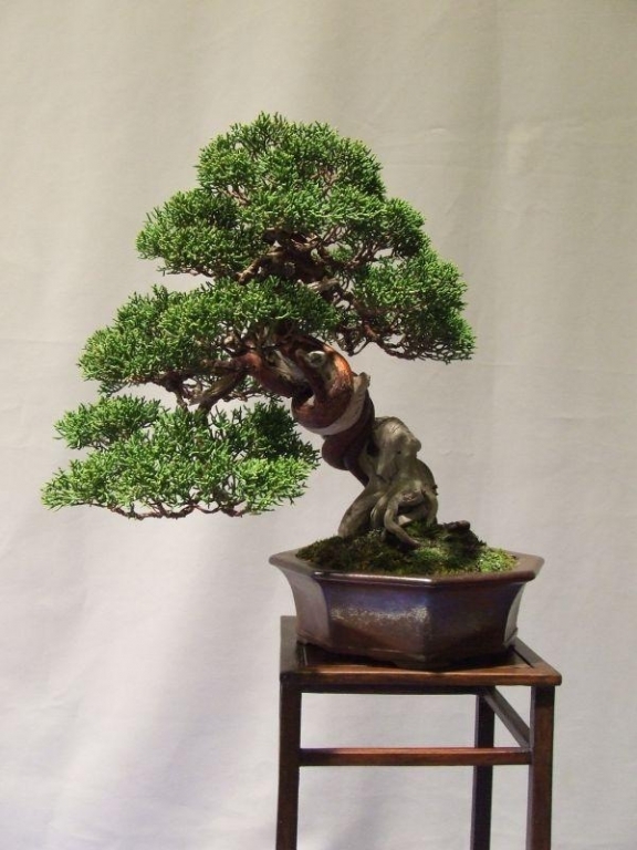 Noelanders Trophy IX 2008 (140).jpg