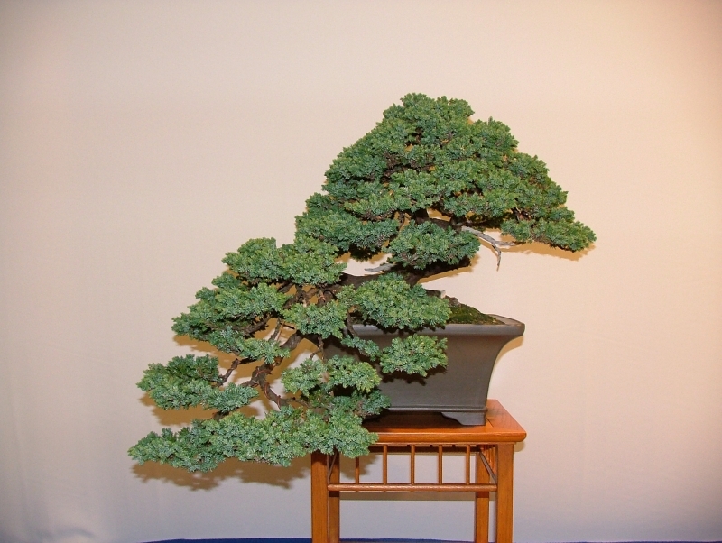 Noelanders Trophy VI 021.jpg