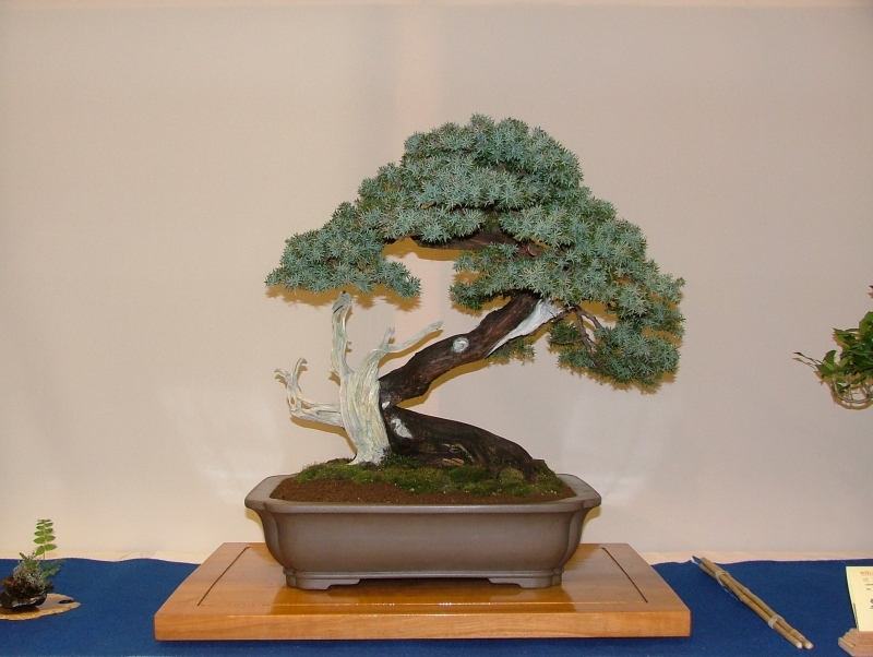 Noelanders Trophy VI 028.jpg