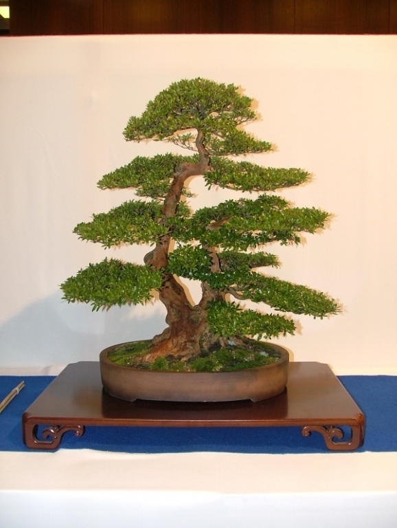 Noelanders Trophy VI 078.jpg