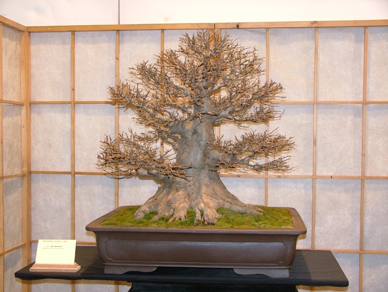 Noelanders Trophy VI 143.jpg