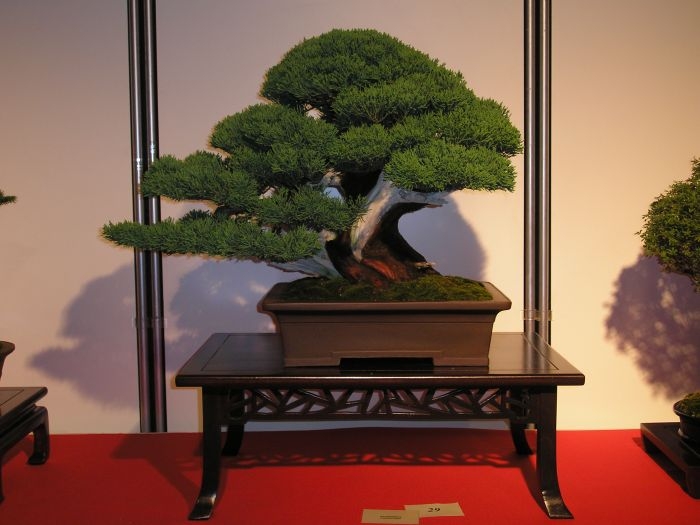 International Bonsai Challenge 23-07-2006 049.jpg