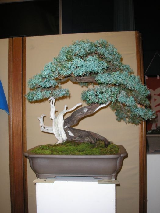International Bonsai Challenge 23-07-2006 063.jpg