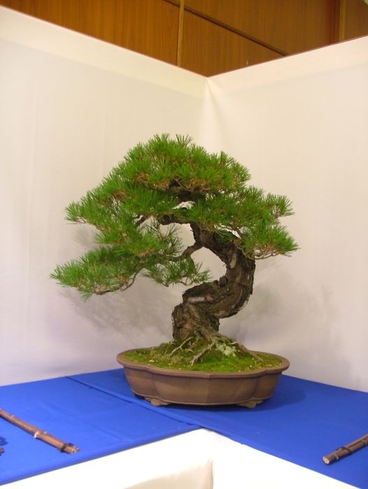 Noelanders Trophy VII (7).jpg