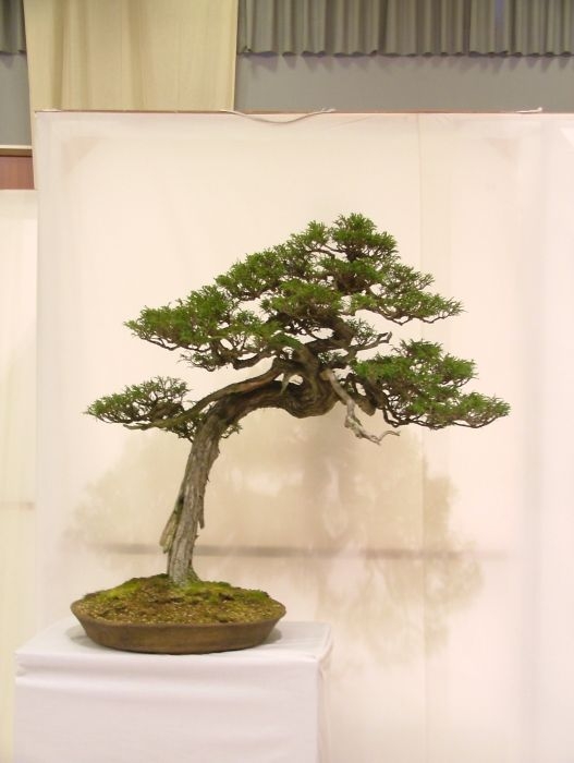 Noelanders Trophy VII (33).jpg