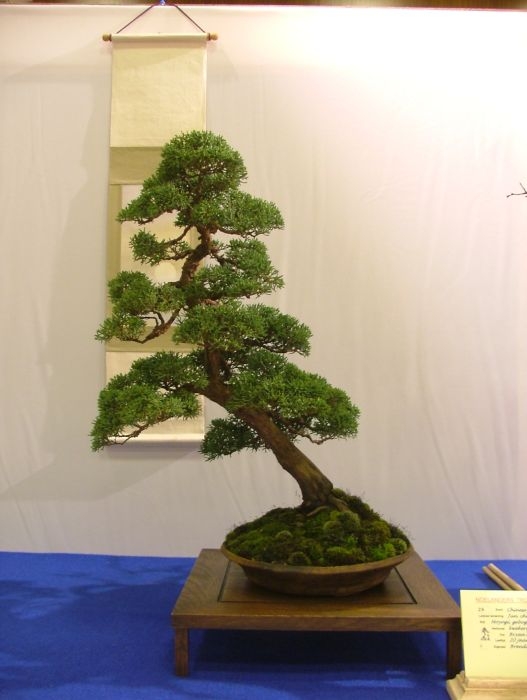 Noelanders Trophy VII (61).jpg