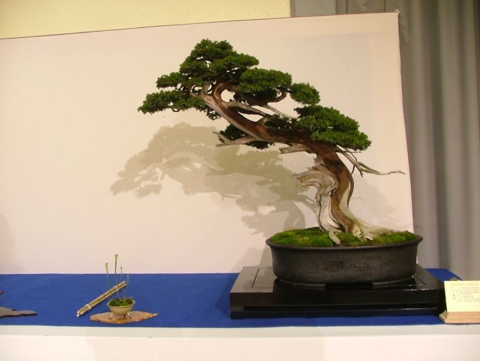 Noelanders Trophy VII (144).jpg