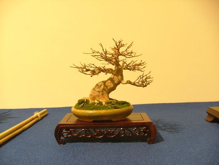 Noelanders Trophy VII (171).jpg