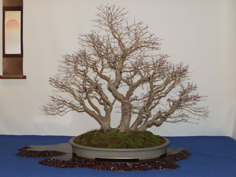 Noelanders trophy 2007 157.jpg