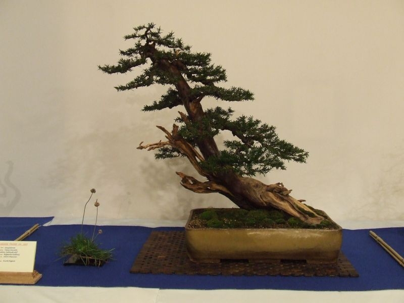 Noelanders trophy 2007 208.jpg