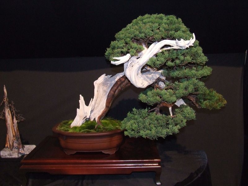 Noelanders trophy 2007 218A.jpg