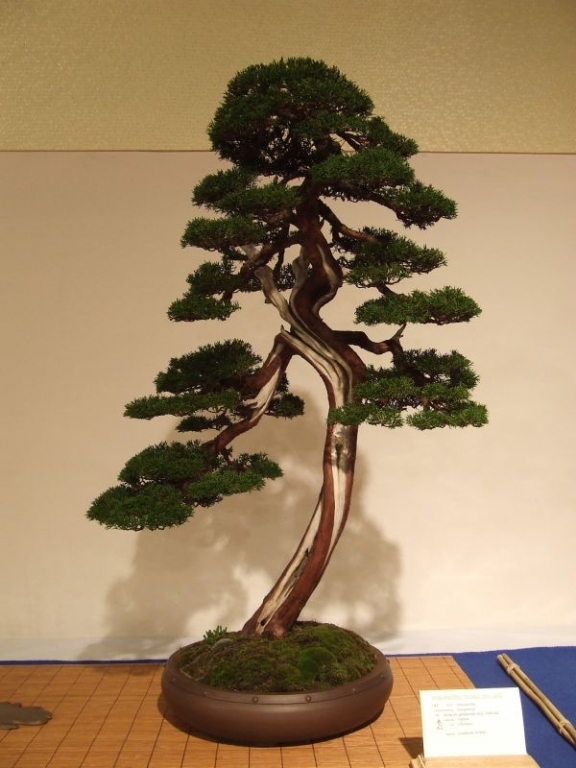 Noelanders trophy 2007 235.jpg