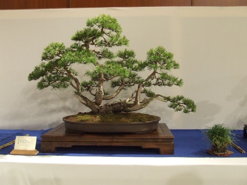 Noelanders trophy 2007 238.jpg