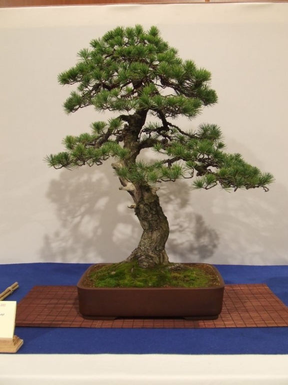 Noelanders trophy 2007 263.jpg