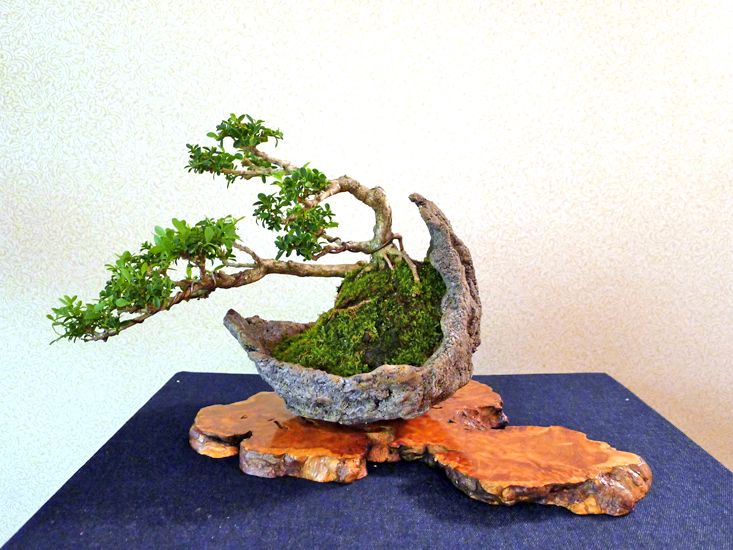Buxux_microphylla1.jpg