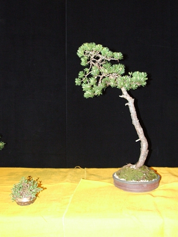 Shinpaku Ten 31-05-2009 004.jpg