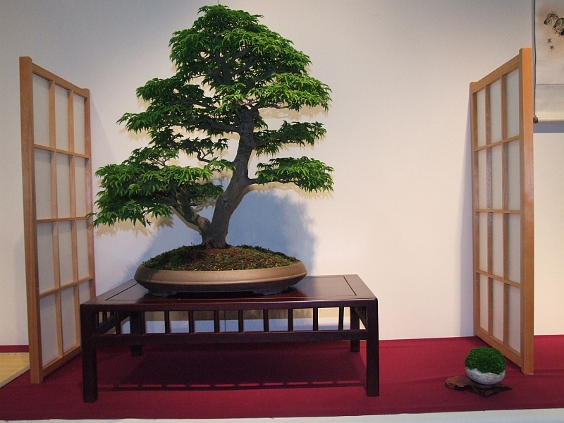 Shinpaku Ten 31-05-2009 038.jpg