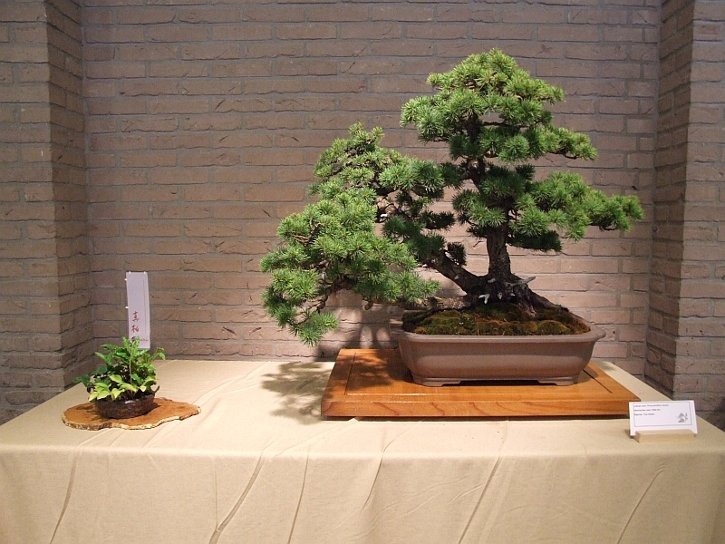 Shinpaku Ten 31-05-2009 226.jpg