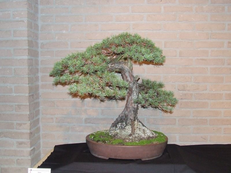 Tentoonstelling Shinpaku 12 en 13 mei 2007 (1).jpg