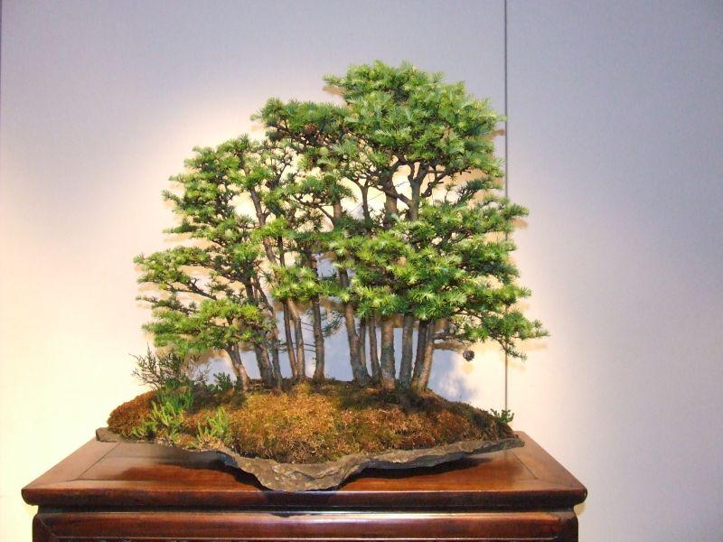 Tentoonstelling Shinpaku 12 en 13 mei 2007 (46).jpg