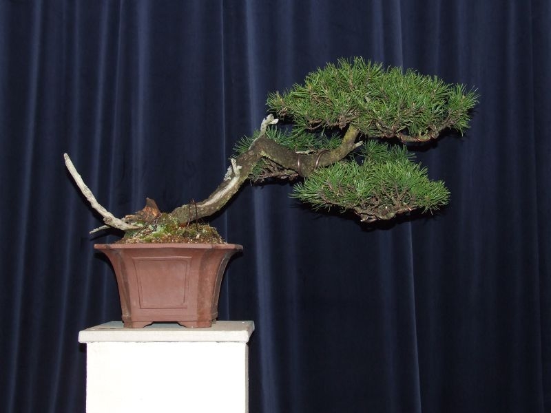 Tentoonstelling Shinpaku 12 en 13 mei 2007 (52).jpg