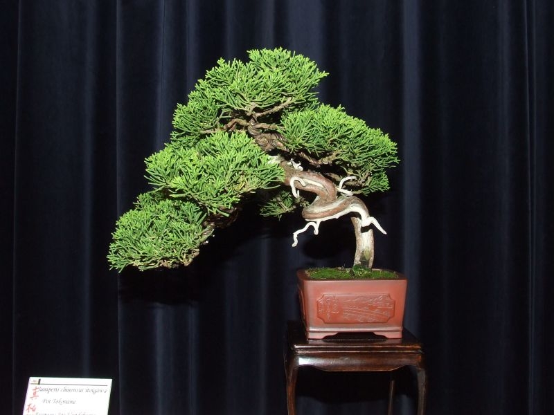 Tentoonstelling Shinpaku 12 en 13 mei 2007 (92).jpg