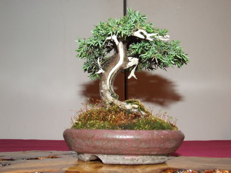 Tentoonstelling Shinpaku 12 en 13 mei 2007 (96).jpg