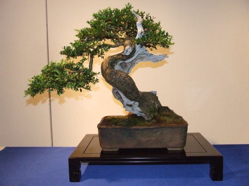 Tentoonstelling Shinpaku 12 en 13 mei 2007 (107).jpg