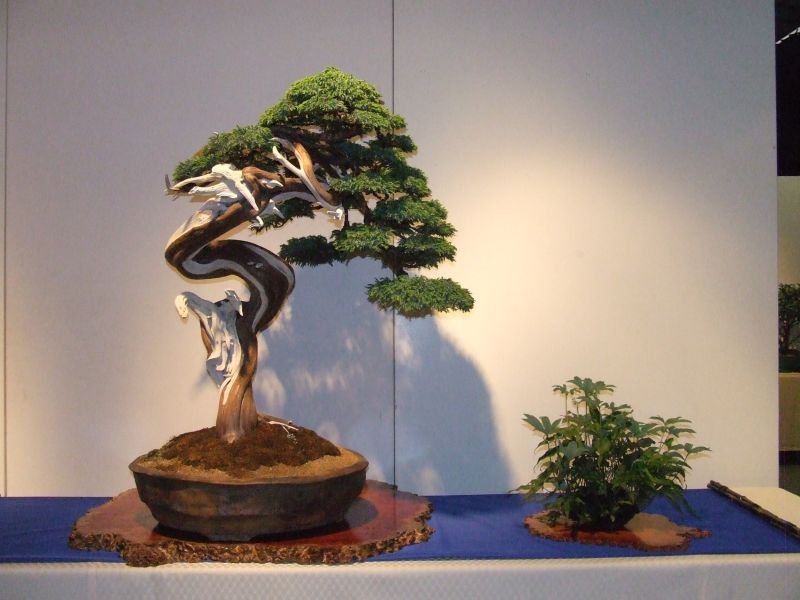 Tentoonstelling Shinpaku 12 en 13 mei 2007 (111).jpg
