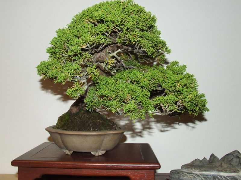 Tentoonstelling Shinpaku 12 en 13 mei 2007 (149).jpg