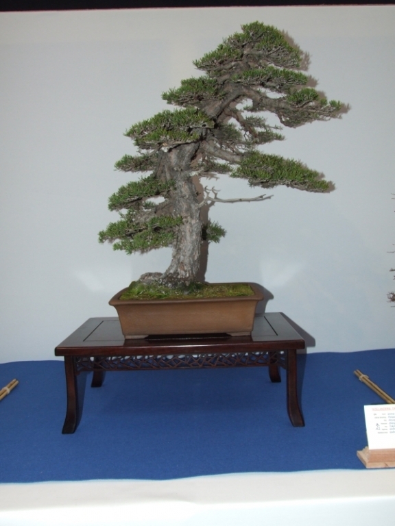 Noelanders Trophy XII 2011 1.jpg