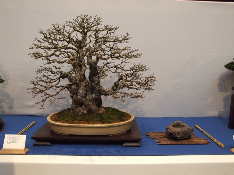 Noelanders Trophy XII 2011 2.jpg