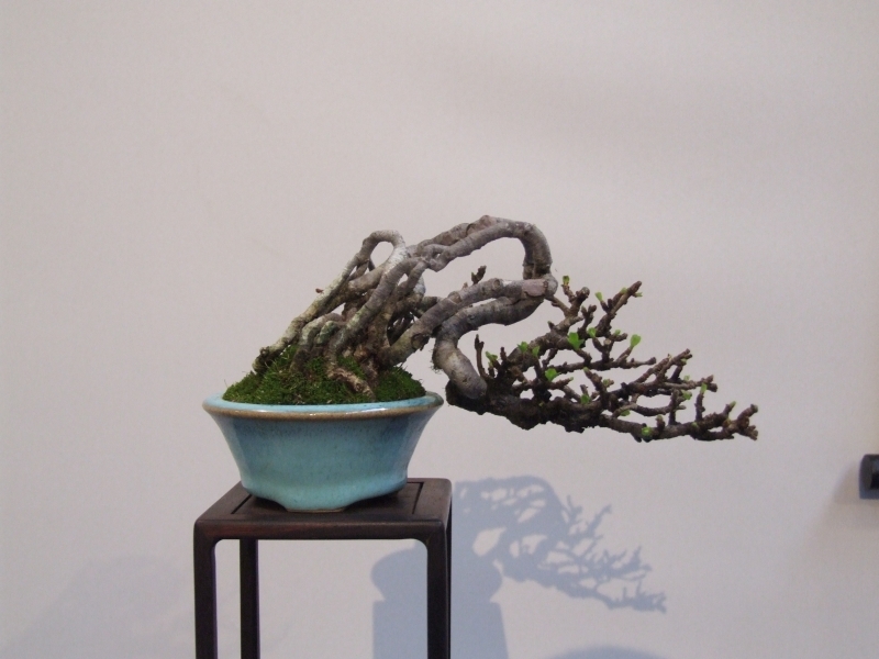 Noelanders Trophy XII 2011 3.jpg1.jpg