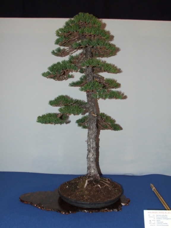 Noelanders Trophy XII 2011 5.jpg