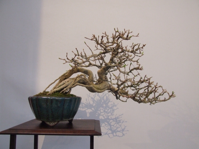 Noelanders Trophy XII 2011 6.jpg1.jpg