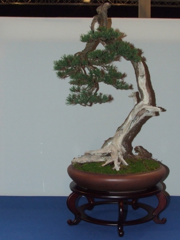 Noelanders Trophy XII 2011 8.jpg1.jpg