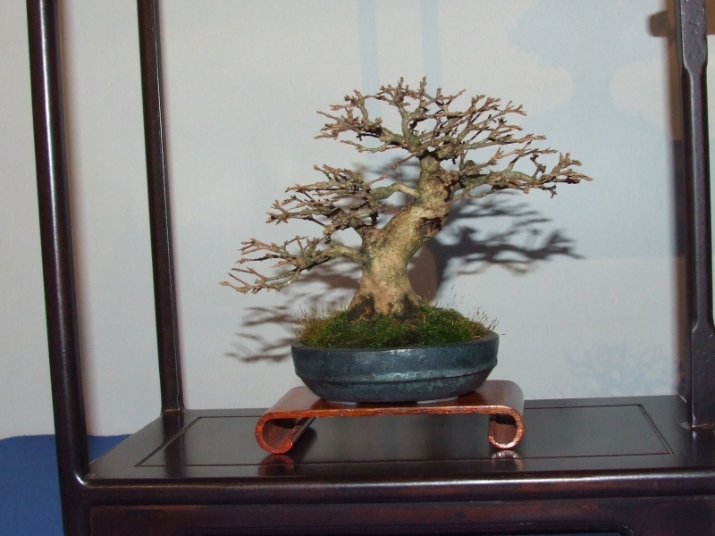 Noelanders Trophy XII 2011 9.jpg