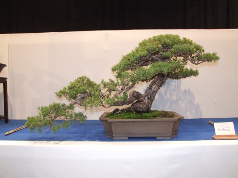 Noelanders Trophy XII 2011 12.jpg