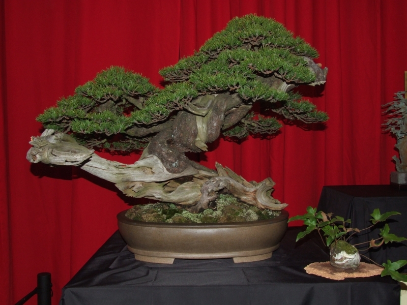 Noelanders Trophy XII 2011 12.jpgA.jpg