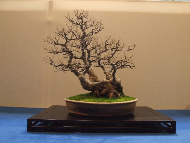 Noelanders Trophy XII 2011 13.jpgA.jpg