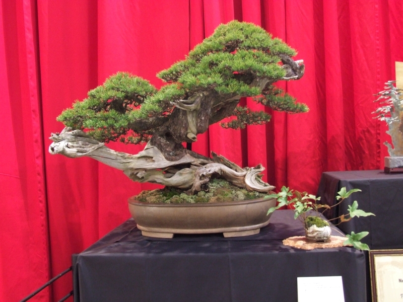 Noelanders Trophy XII 2011 14.jpg
