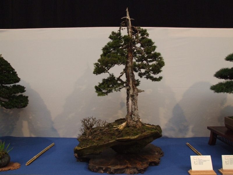 Noelanders Trophy XII 2011 15.jpg