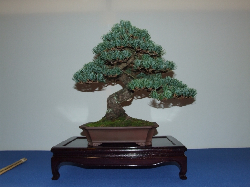 Noelanders Trophy XII 2011 16.jpg